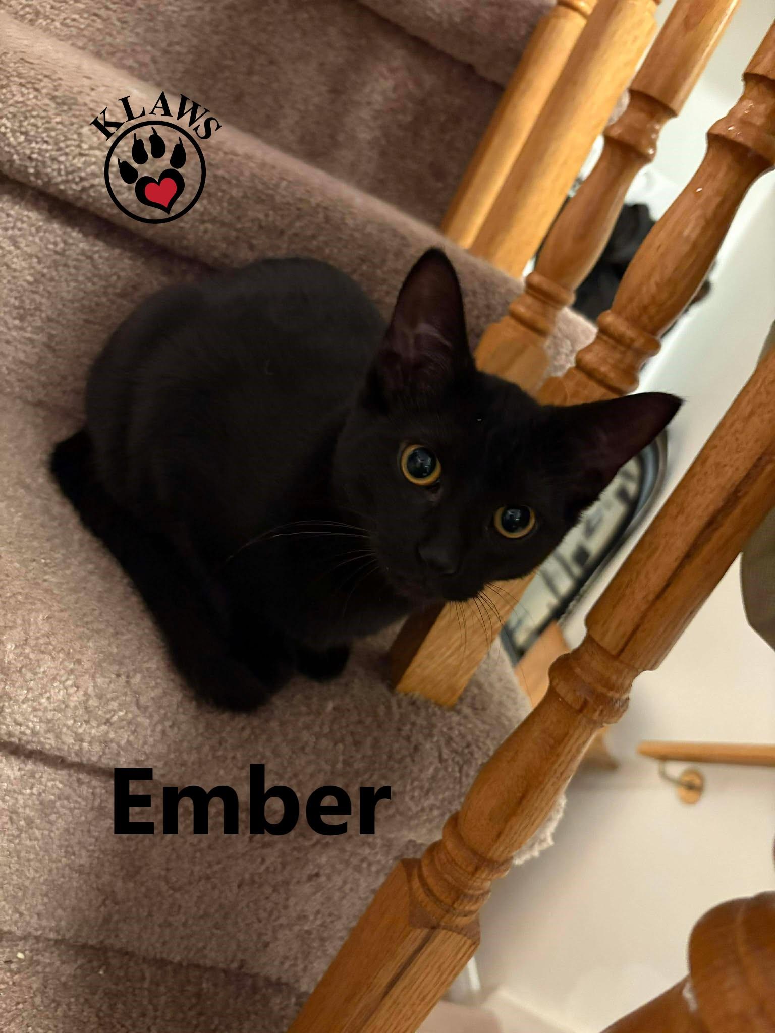 Ember, an adoption pending Domestic Short Hair in Lindsay, ON image 2/4