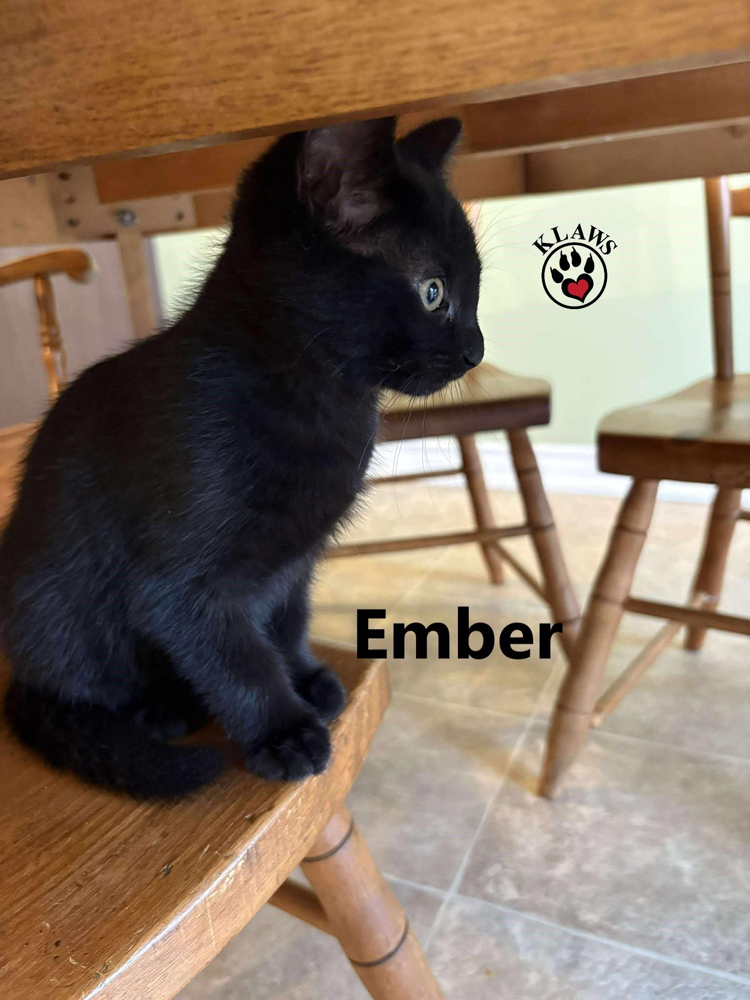 Ember, Adoptable, Kitten Female Domestic Short Hair.