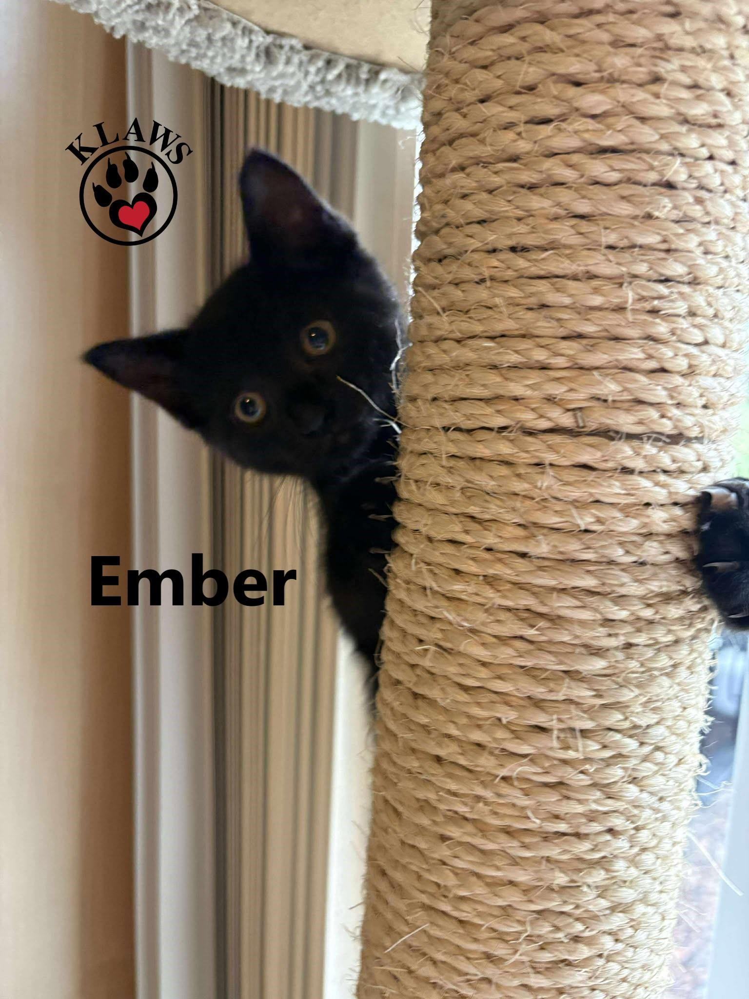 Enlarge Ember, a Adoptable Domestic Short Hair in Lindsay, ON image 3/3