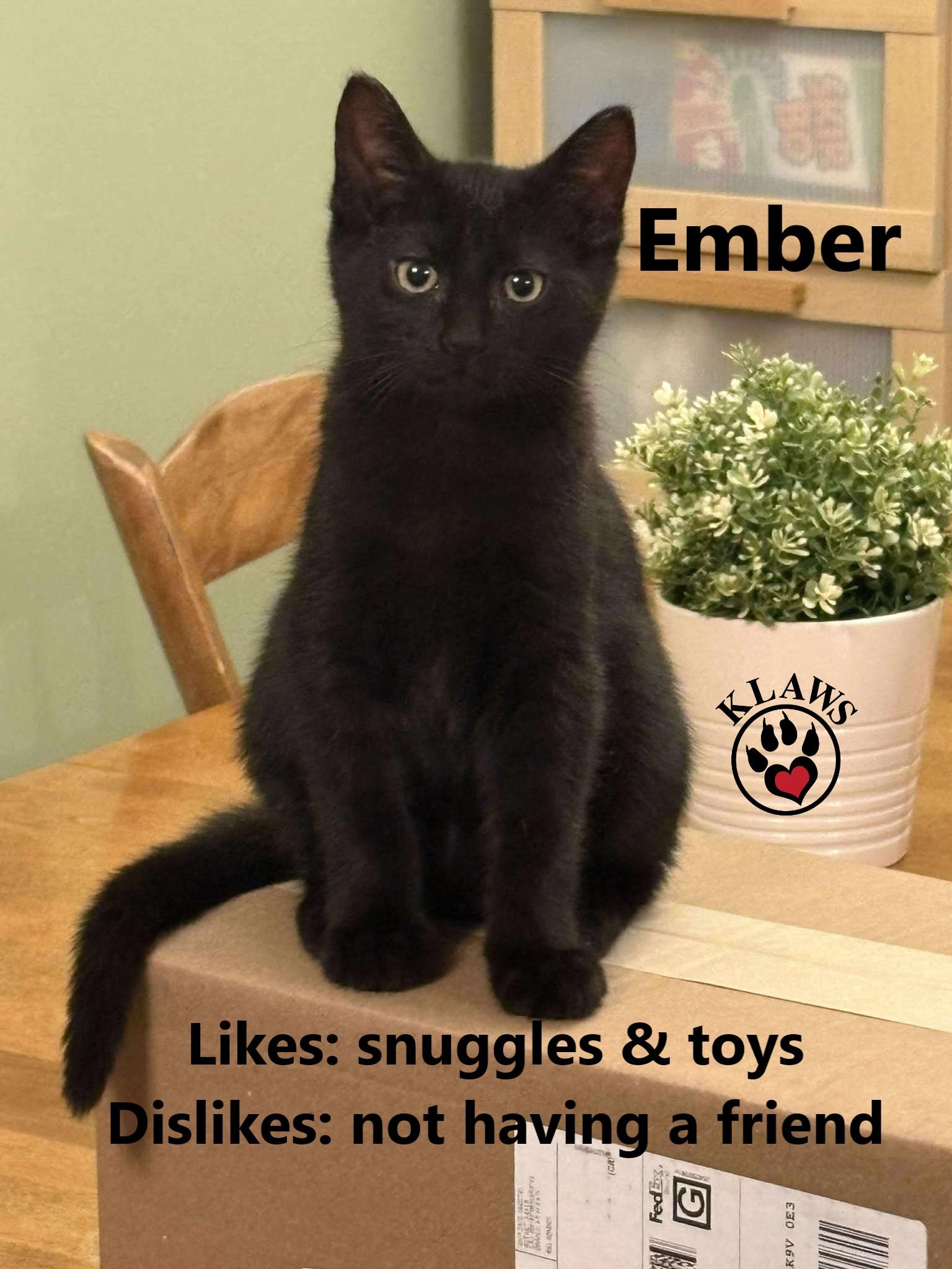Ember, an adoption pending Domestic Short Hair in Lindsay, ON image 4/4