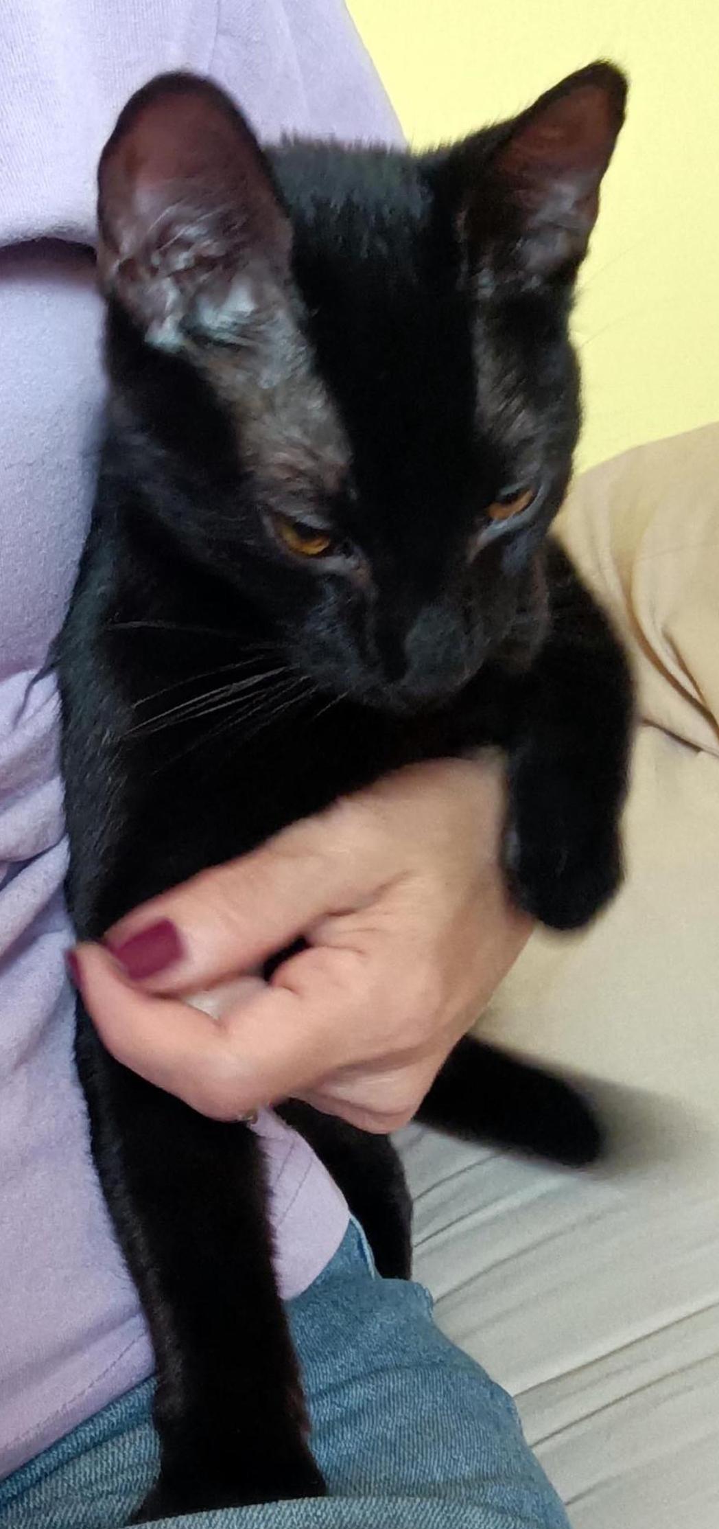 Bella ( Affectionate & super lovable)
