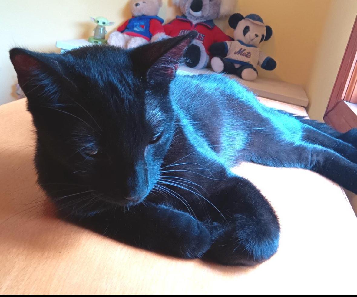 Bella ( Affectionate & super lovable)