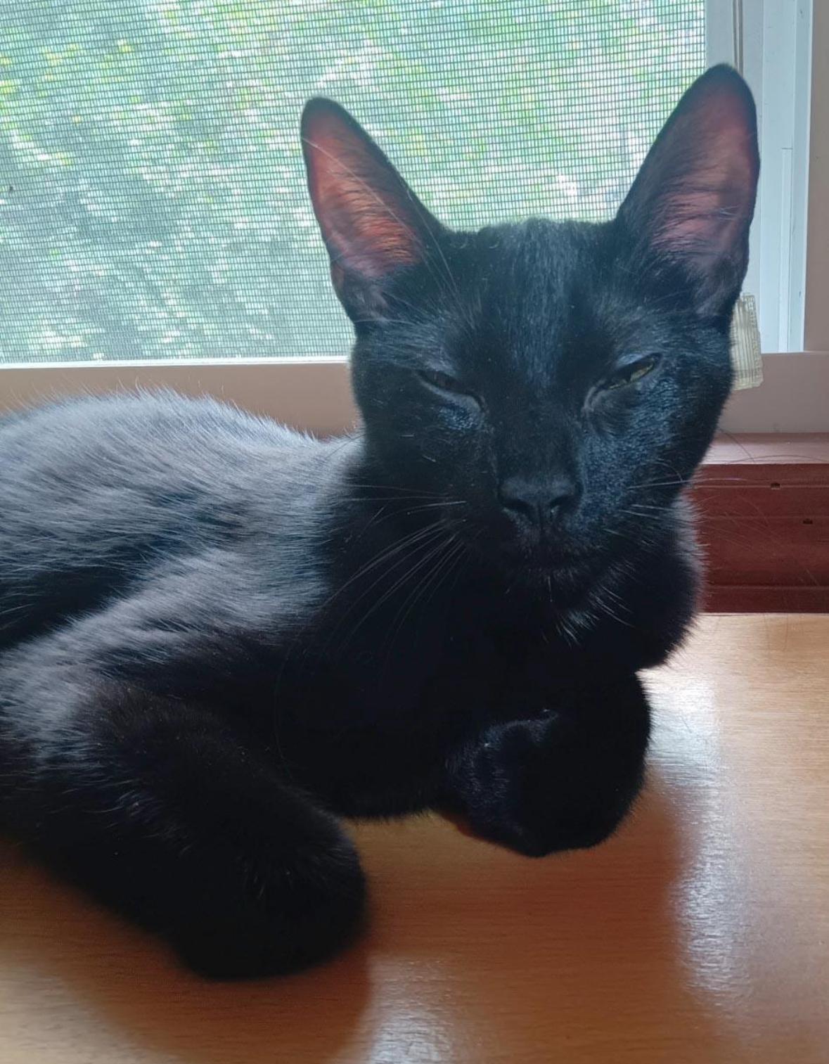 Bella ( Affectionate & super lovable)