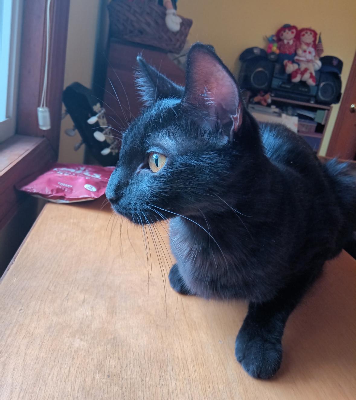 Bella ( Affectionate & super lovable)