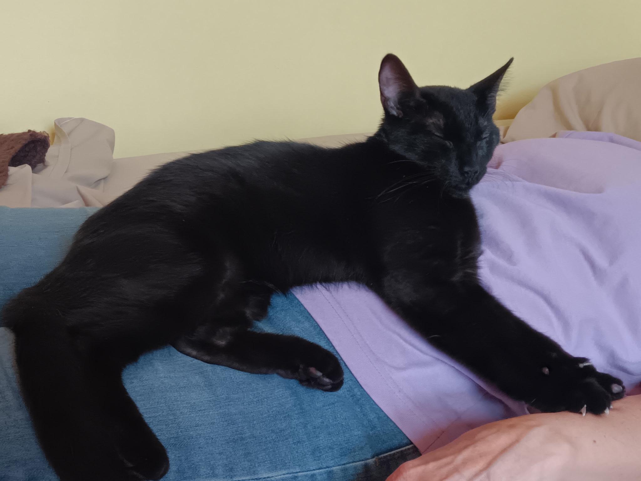 Bella ( Affectionate & super lovable)