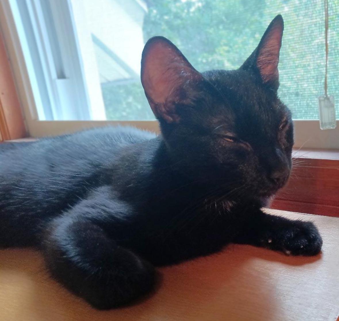 Bella ( Affectionate & super lovable)