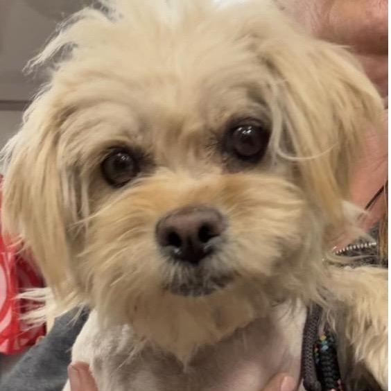 Enlarge Kaylee, a ADOPTABLE mixed breed in Santa Rosa, CA image 3/3