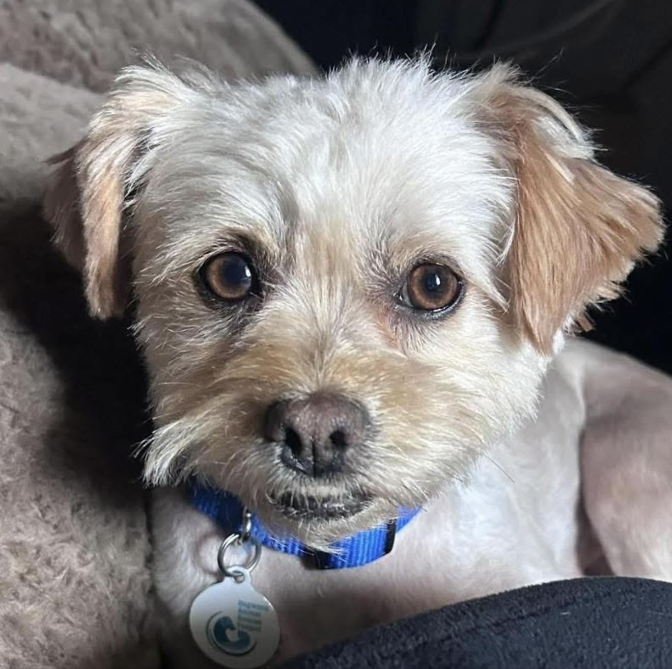 Enlarge Kaylee, a ADOPTABLE mixed breed in Santa Rosa, CA image 2/3