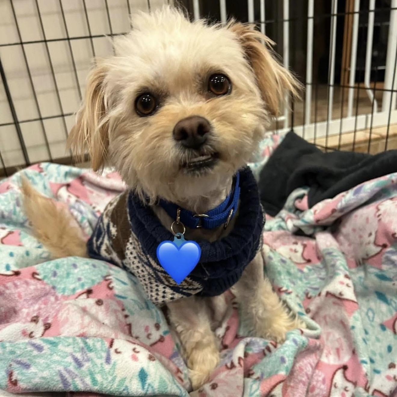 Kaylee, ADOPTABLE, Adult Female Poodle.
