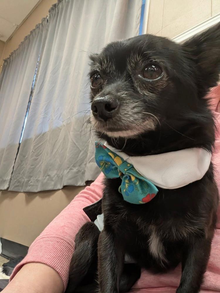 Mickey, Adoptable, Adult Male Chihuahua & Pomeranian.
