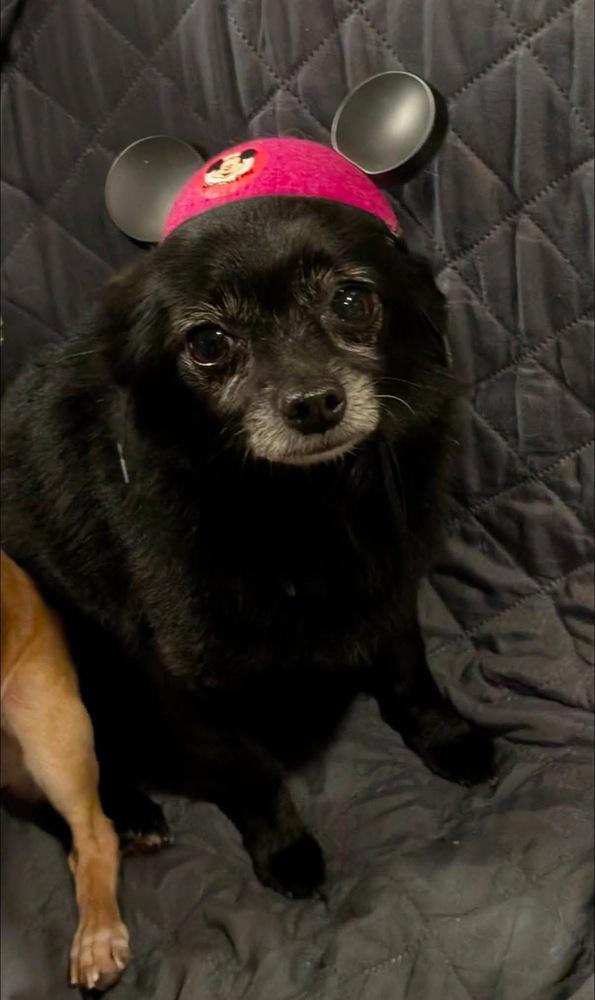 Enlarge Mickey, a Adoptable mixed breed in Scranton, PA image 2/3