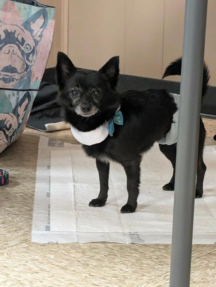 Enlarge Mickey, a Adoptable mixed breed in Scranton, PA image 3/3
