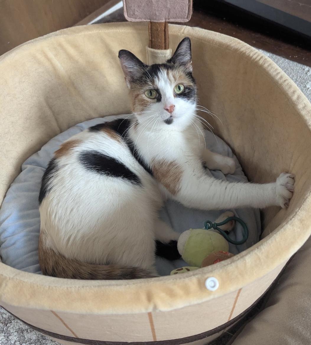 Enlarge Anastasia, a Adoptable mixed breed in Havertown, PA image 1/2