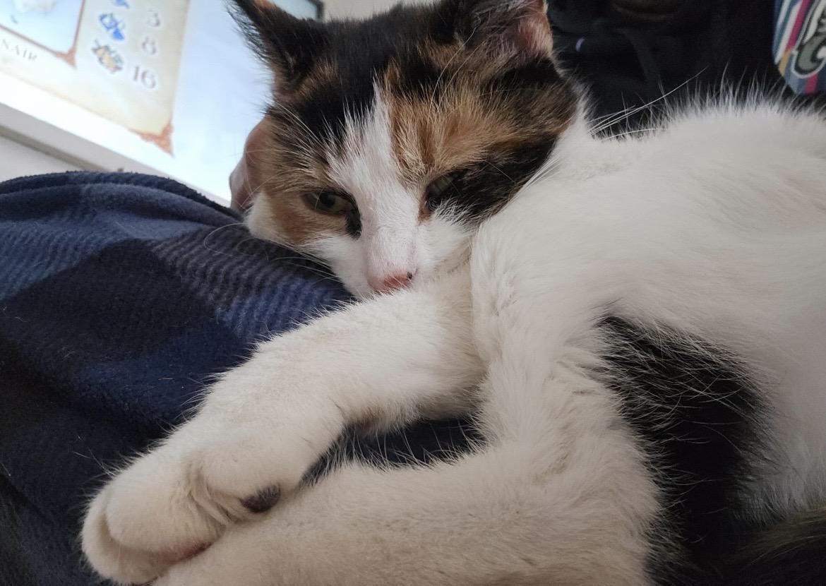 Enlarge Anastasia, a Adoptable mixed breed in Havertown, PA image 2/2