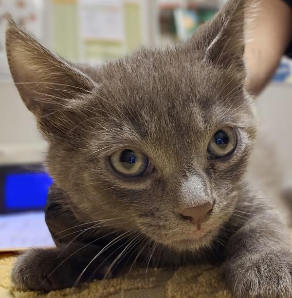 Pine, Adoptable, Kitten Male Domestic Medium Hair.