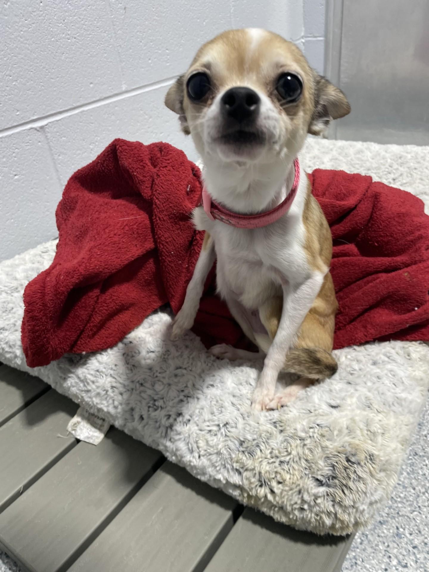 Lily11444B (RESCUED), ADOPTABLE, Adult Female Chihuahua.