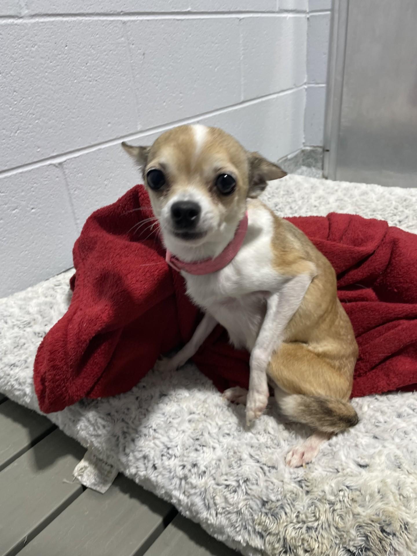 Enlarge Lily11444B (RESCUED), a other mixed breed in Rocky Mount, NC image 2/2