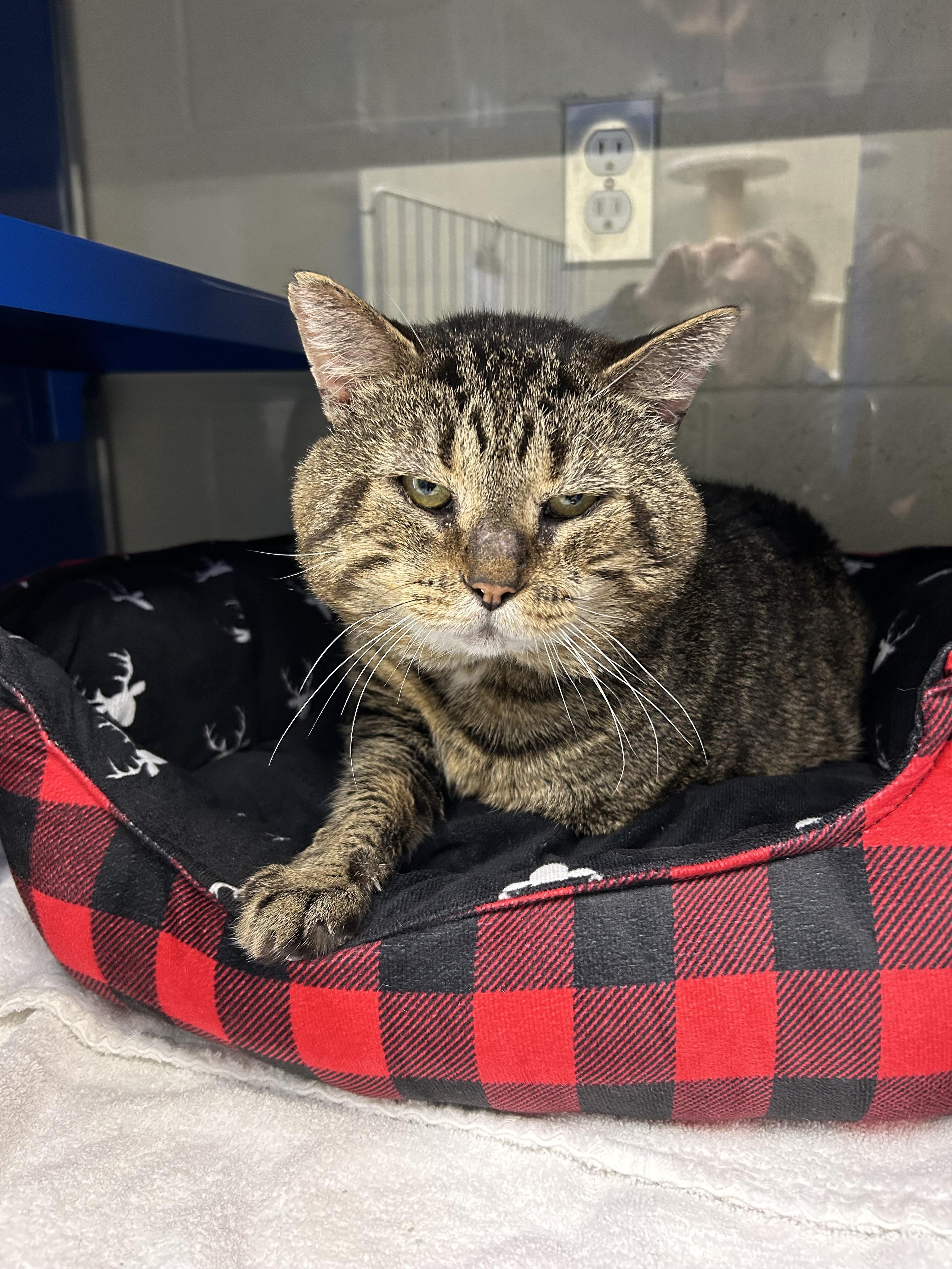 Enlarge Timmy, a ADOPTABLE Domestic Short Hair in Caledon, ON image 1/3