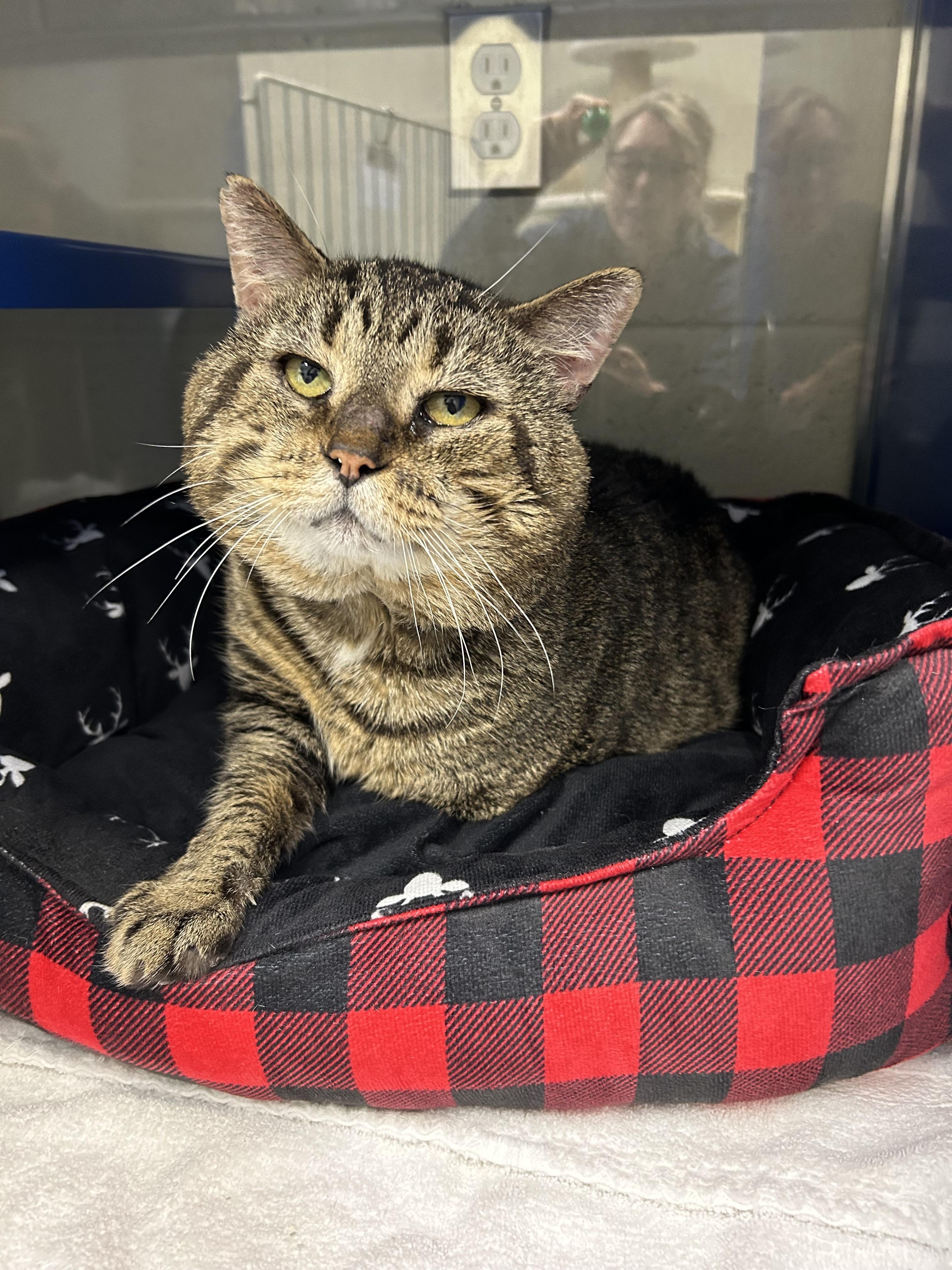Enlarge Timmy, a ADOPTABLE Domestic Short Hair in Caledon, ON image 2/3