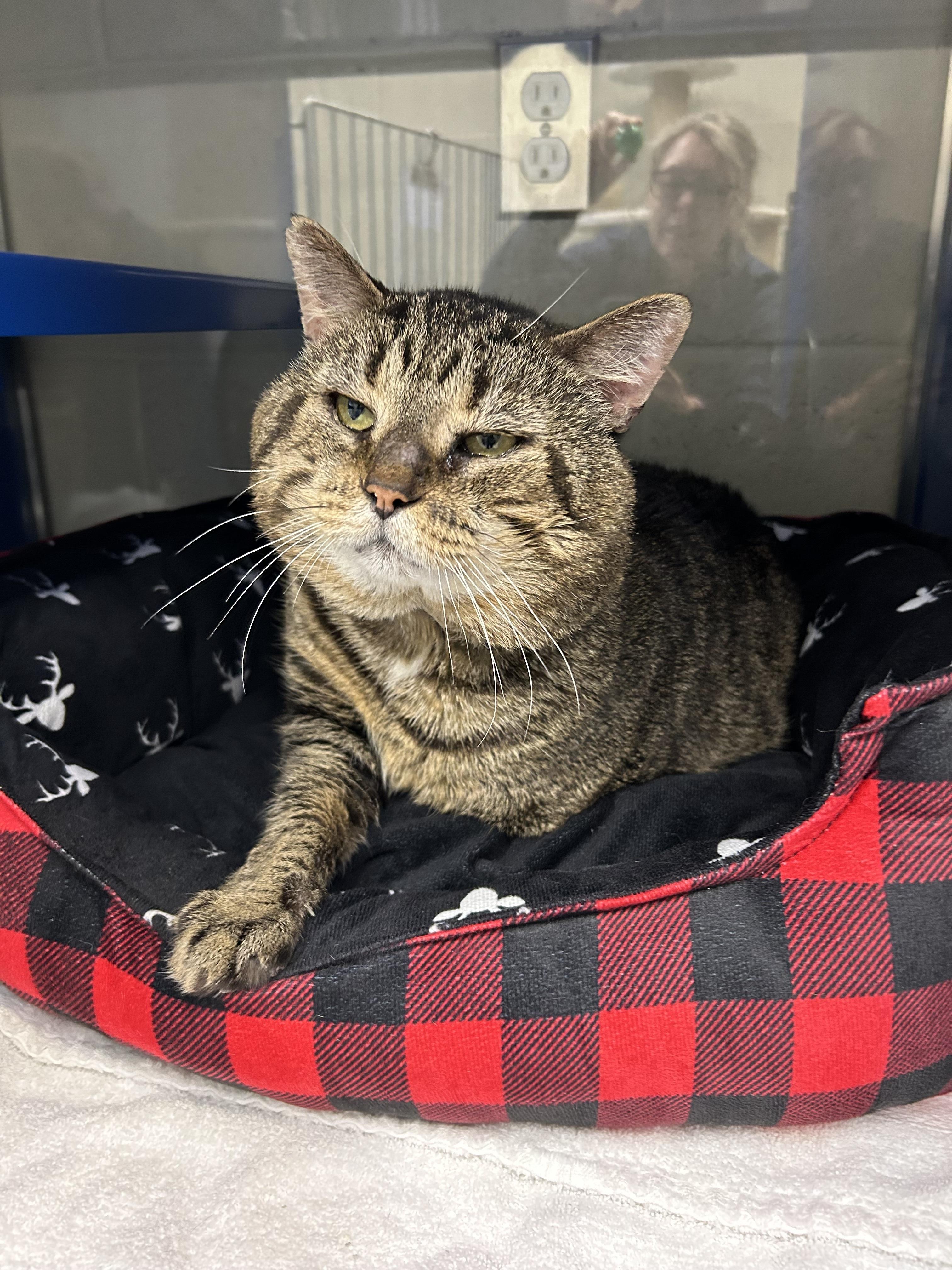 Enlarge Timmy, a ADOPTABLE Domestic Short Hair in Caledon, ON image 3/3