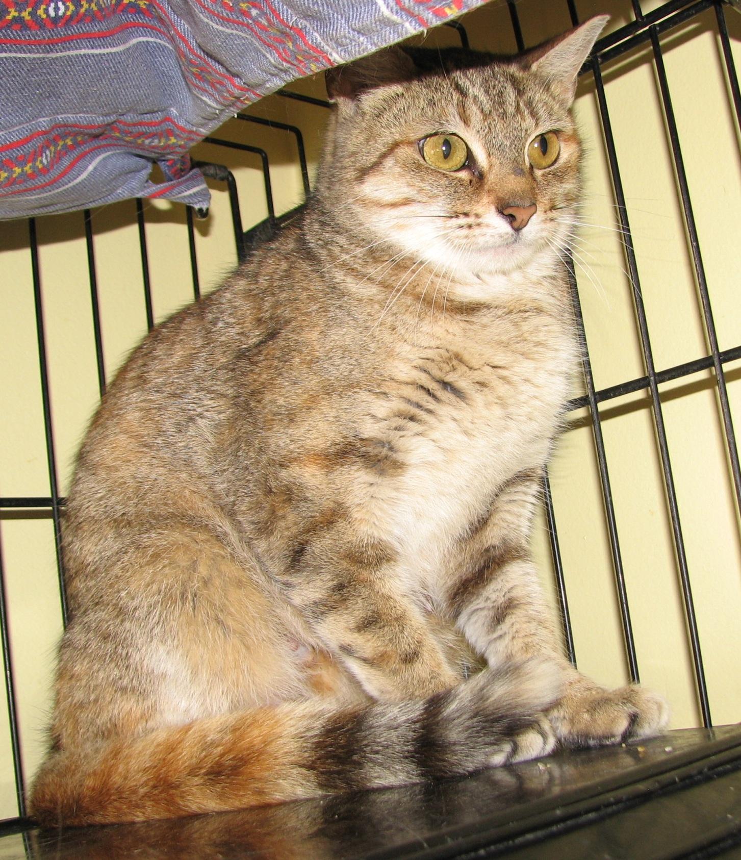 5484 Duchess, an adoptable Torbie in Lawrenceburg, KY image 3/4