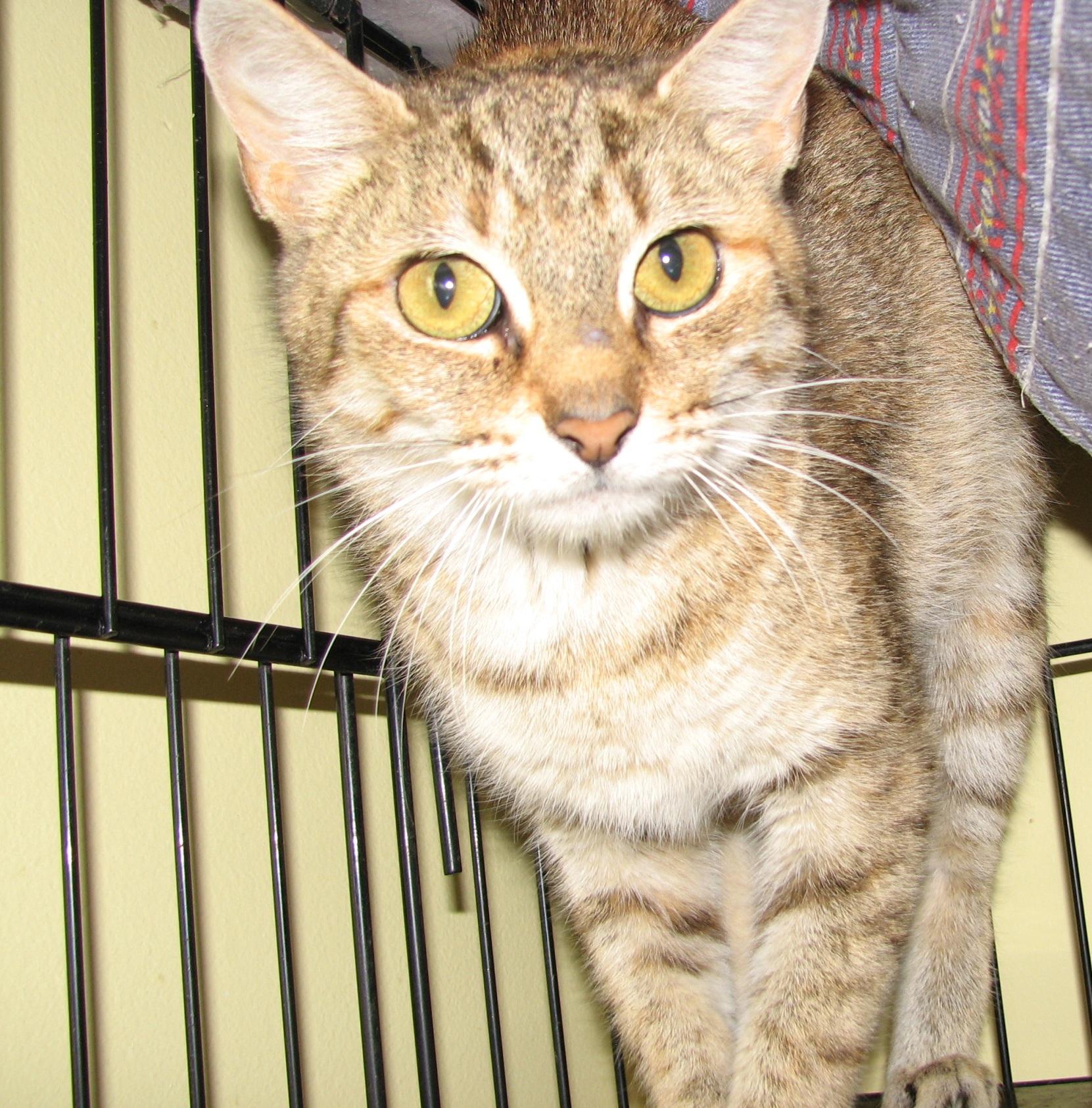 5484 Duchess, an adoptable Torbie in Lawrenceburg, KY image 2/4
