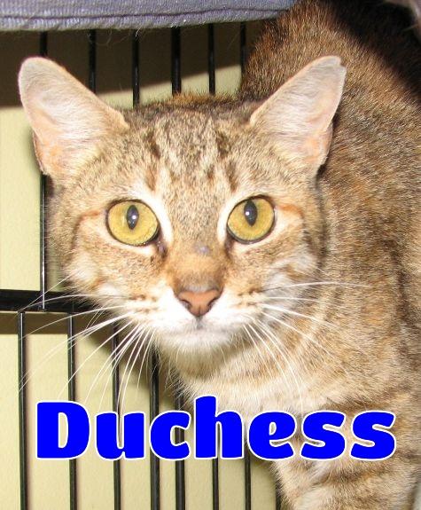 5484 Duchess, an adoptable Torbie in Lawrenceburg, KY image 1/4