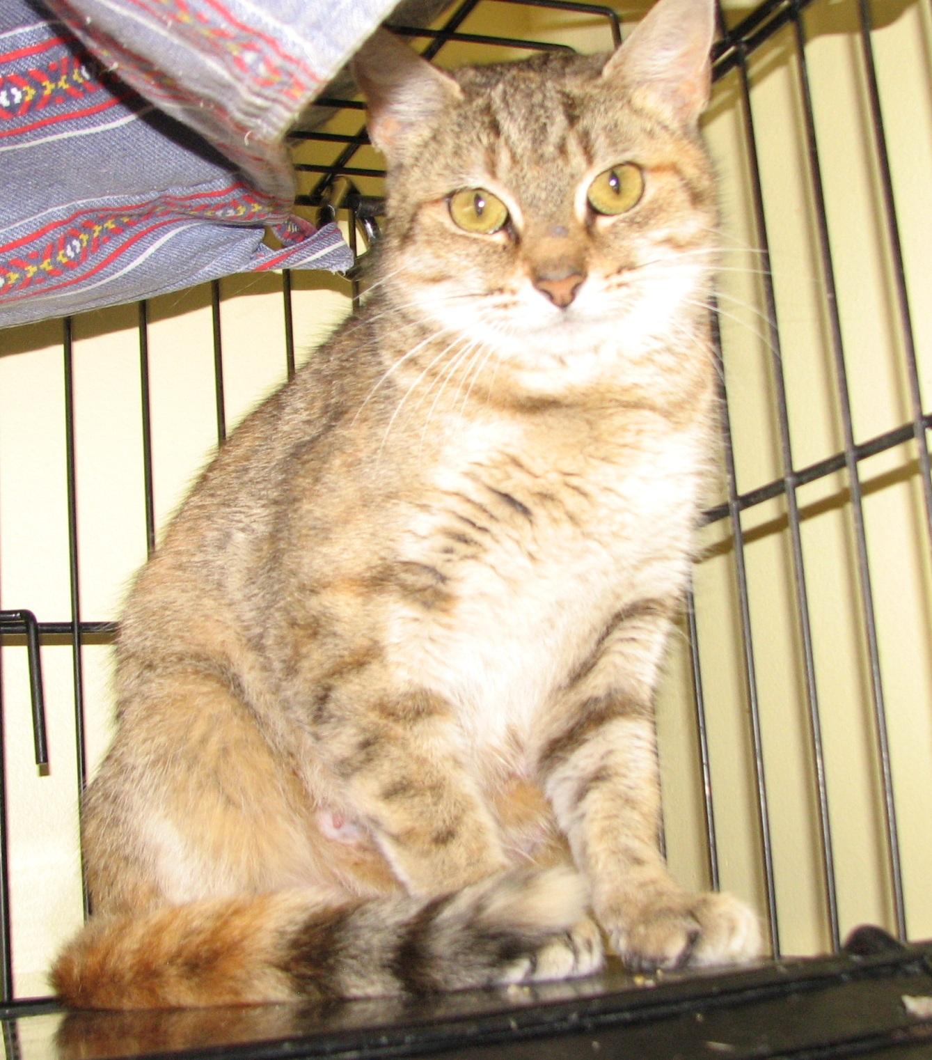 5484 Duchess, an adoptable Torbie in Lawrenceburg, KY image 4/4