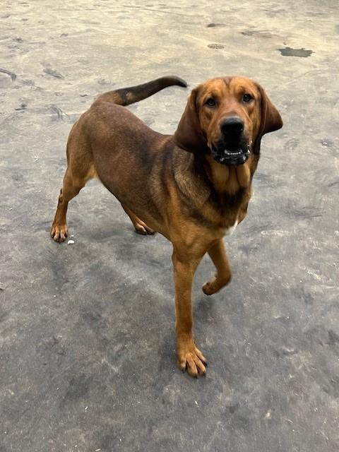 Reggie, Young Male Bloodhound