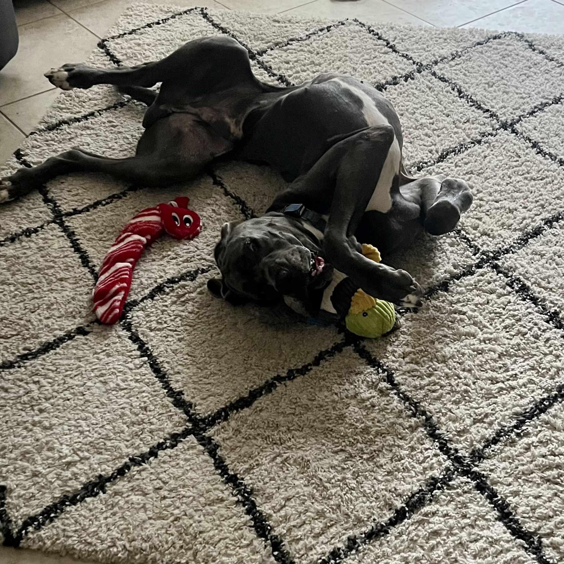 Enlarge Bentley, an adoptable Great Dane in Pensacola, FL image 2/6