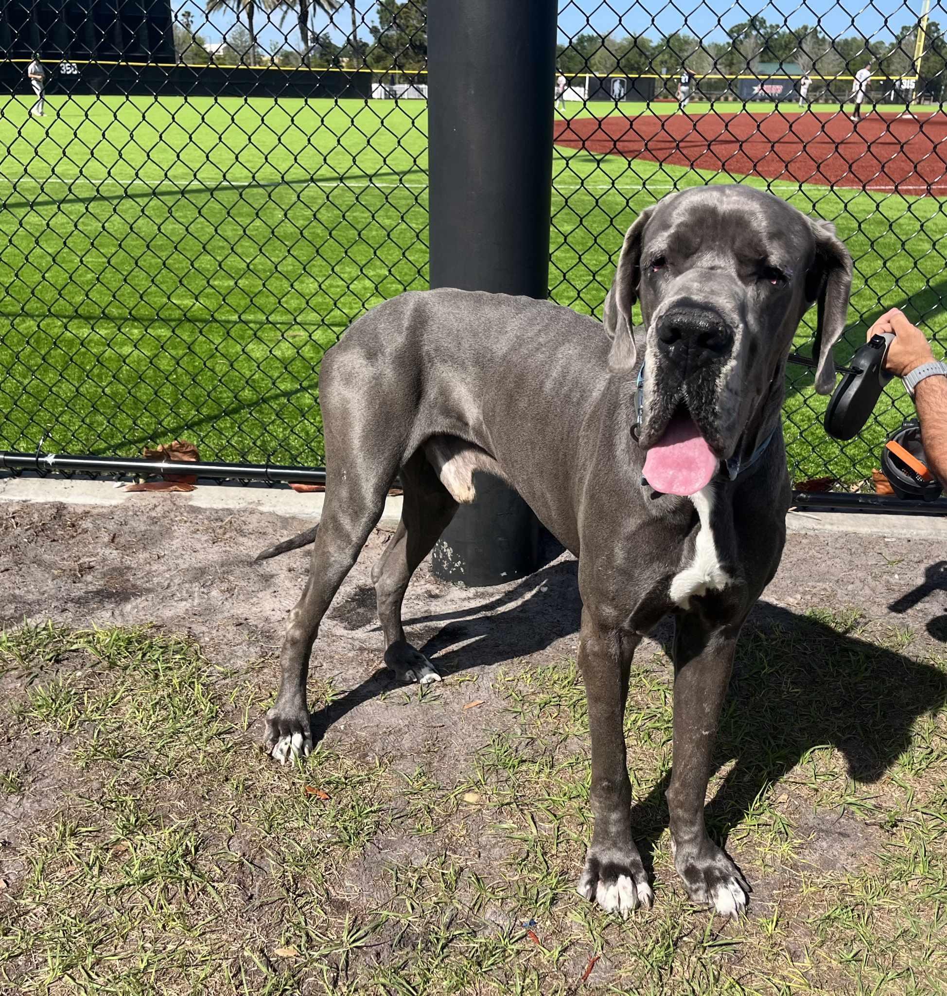 Enlarge Bentley, an adoptable Great Dane in Pensacola, FL image 4/6