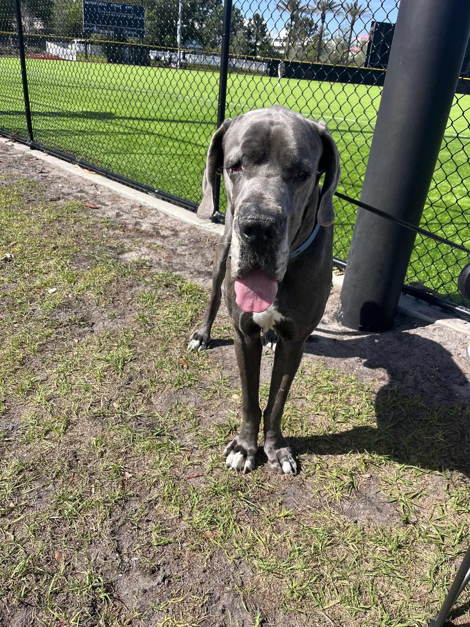 Enlarge Bentley, an adoptable Great Dane in Pensacola, FL image 5/6