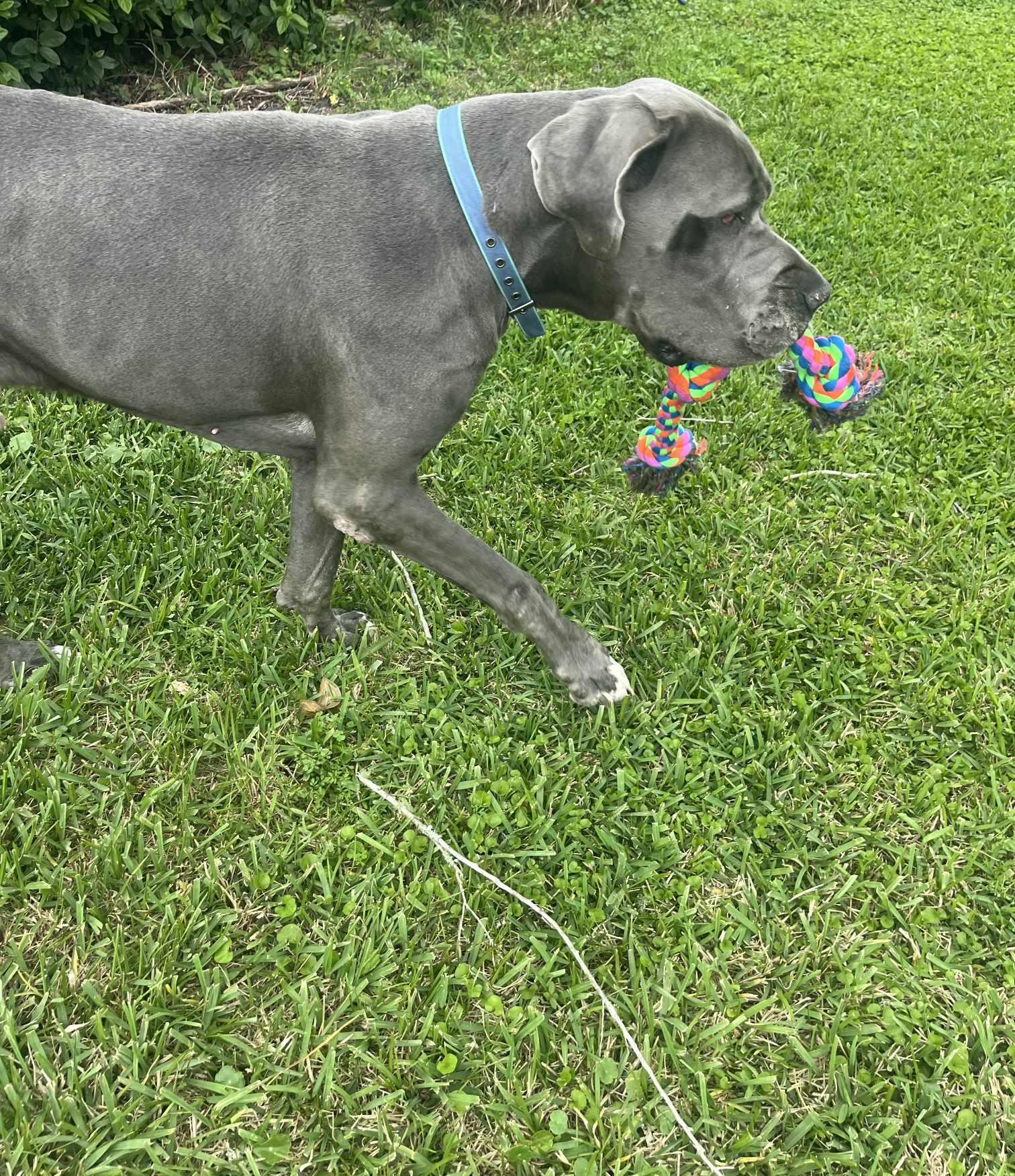 Enlarge Bentley, an adoptable Great Dane in Pensacola, FL image 3/6