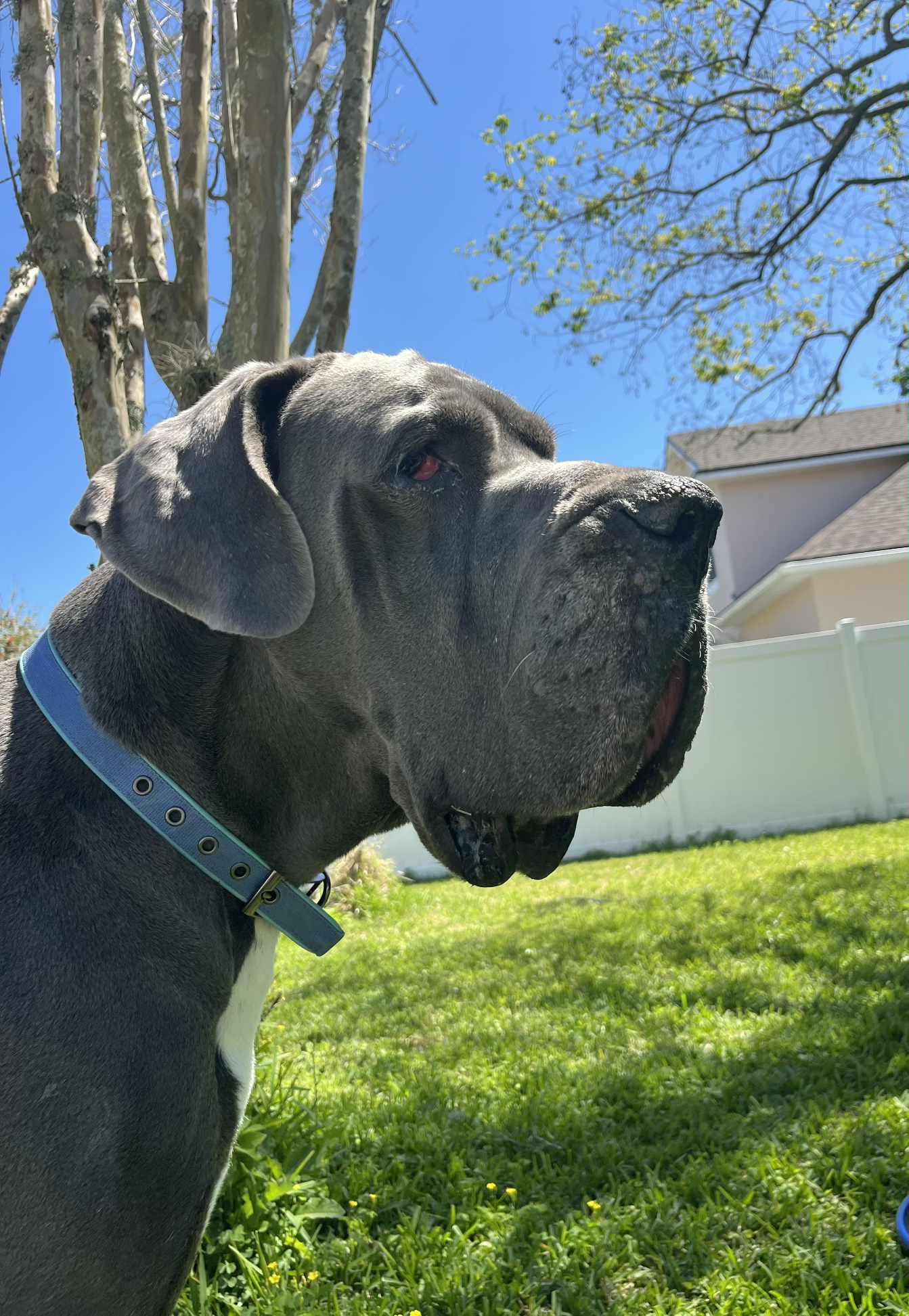 Bentley, adoptable, Adult Male Great Dane.
