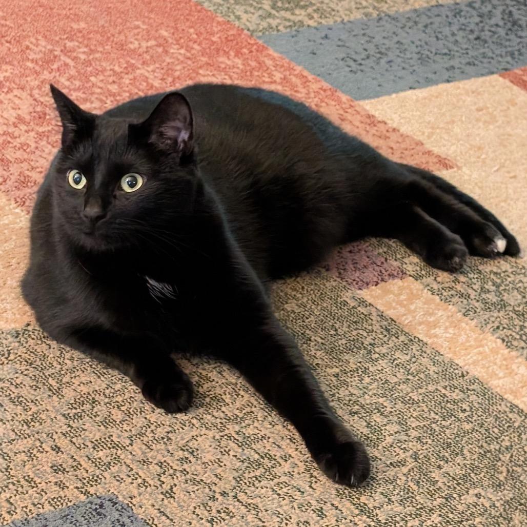 Enlarge Spark, a Adoptable Domestic Short Hair in Granville, OH image 1/1
