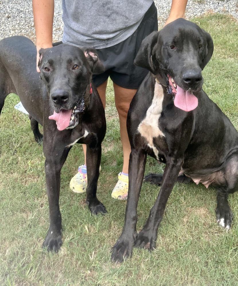 Brooke, Adoptable, Young Female Great Dane.