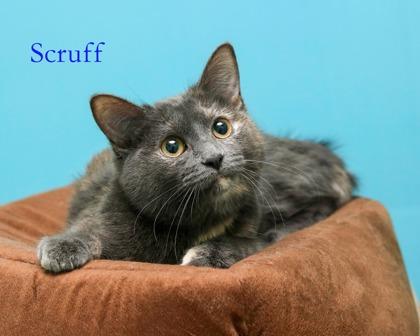 Scruff, Adoptable, Kitten Female Domestic Short Hair & Domestic Short Hair.