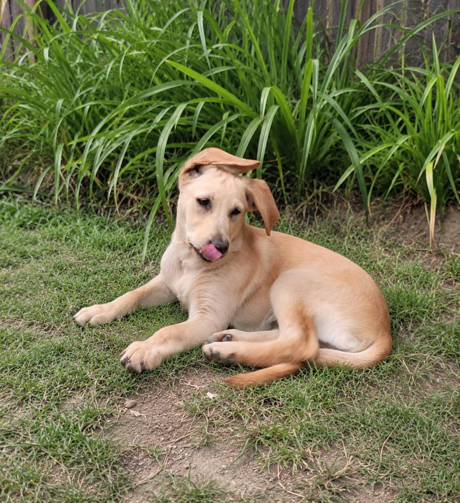 Copper, Adoptable, Puppy Male Labrador Retriever & Shepherd.