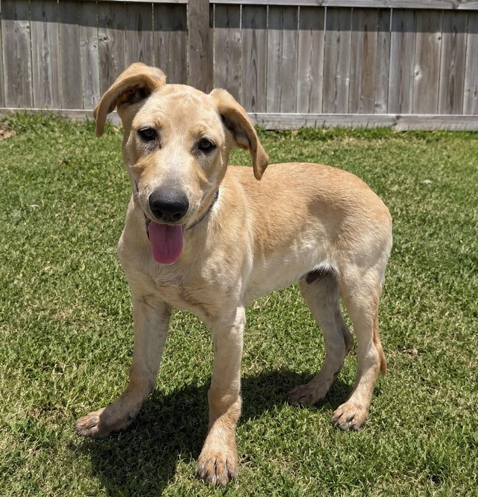 Copper, a Adoptable mixed breed in los angeles, CA image 2/4