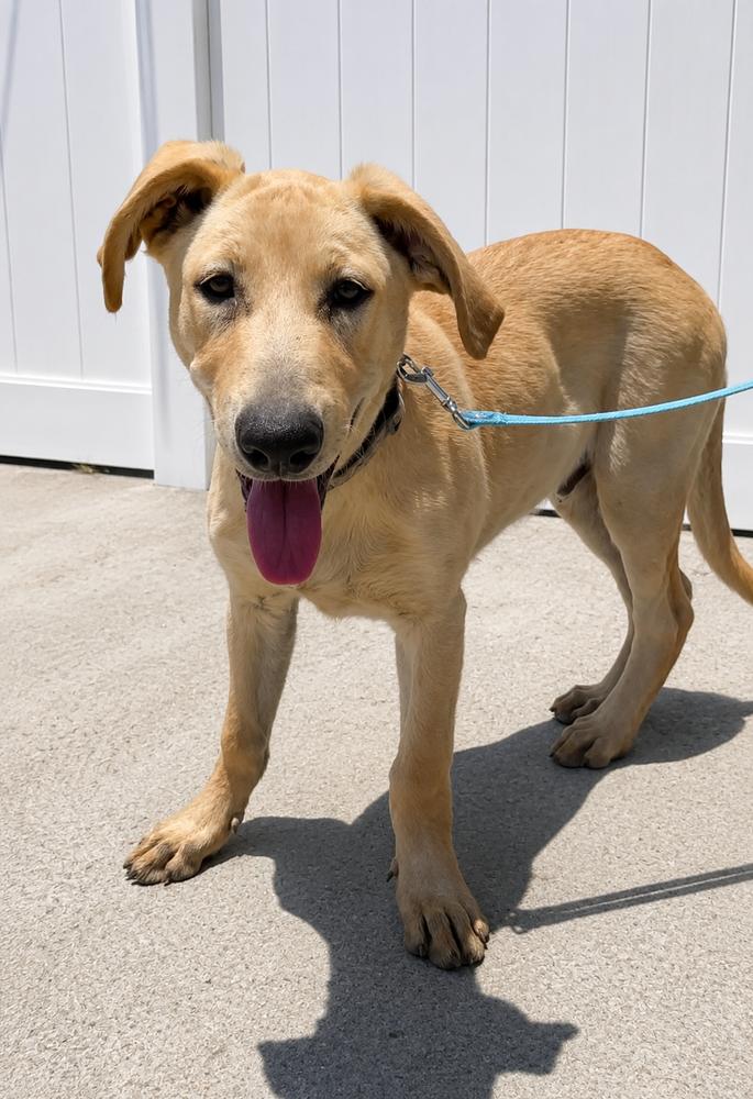 Copper, a Adoptable mixed breed in los angeles, CA image 3/4