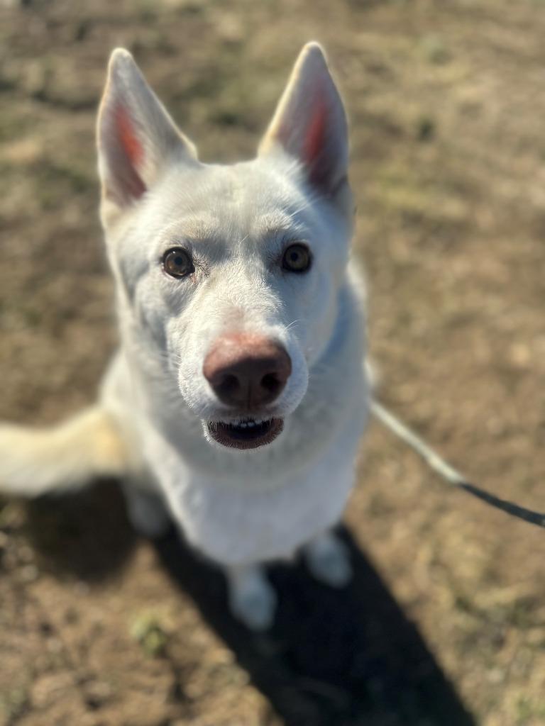 Enlarge Rune, a Adoptable Husky in Tehachapi, CA image 2/2