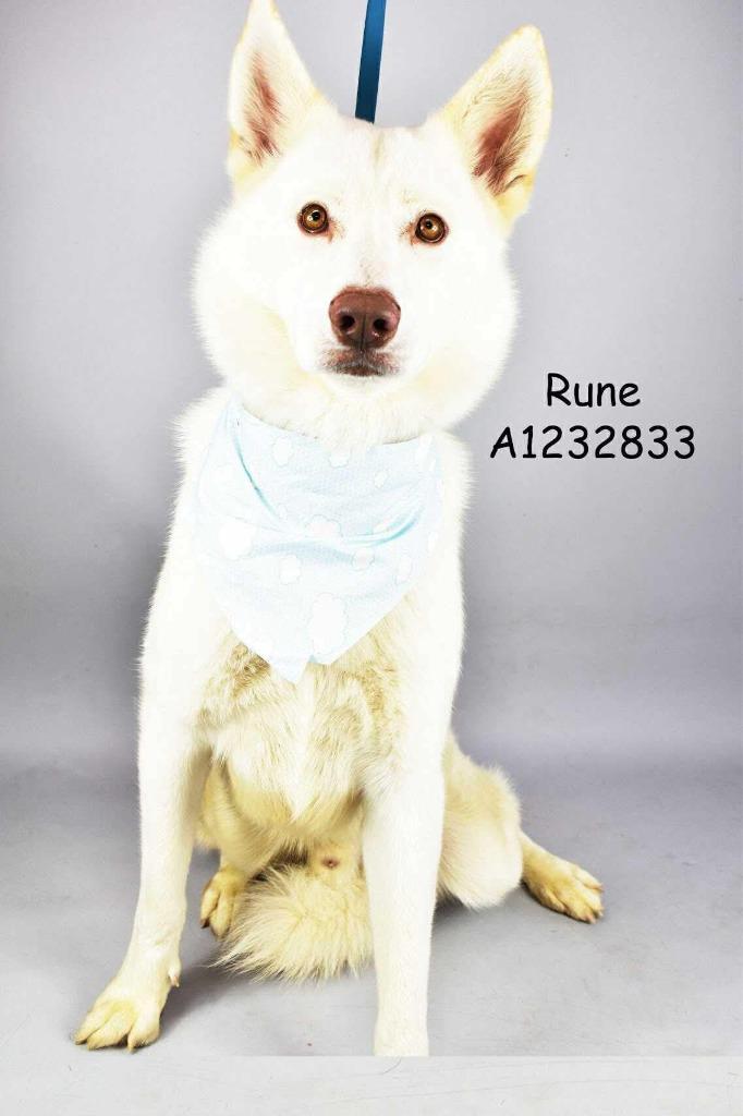 Enlarge Rune, a Adoptable Husky in Tehachapi, CA image 2/2