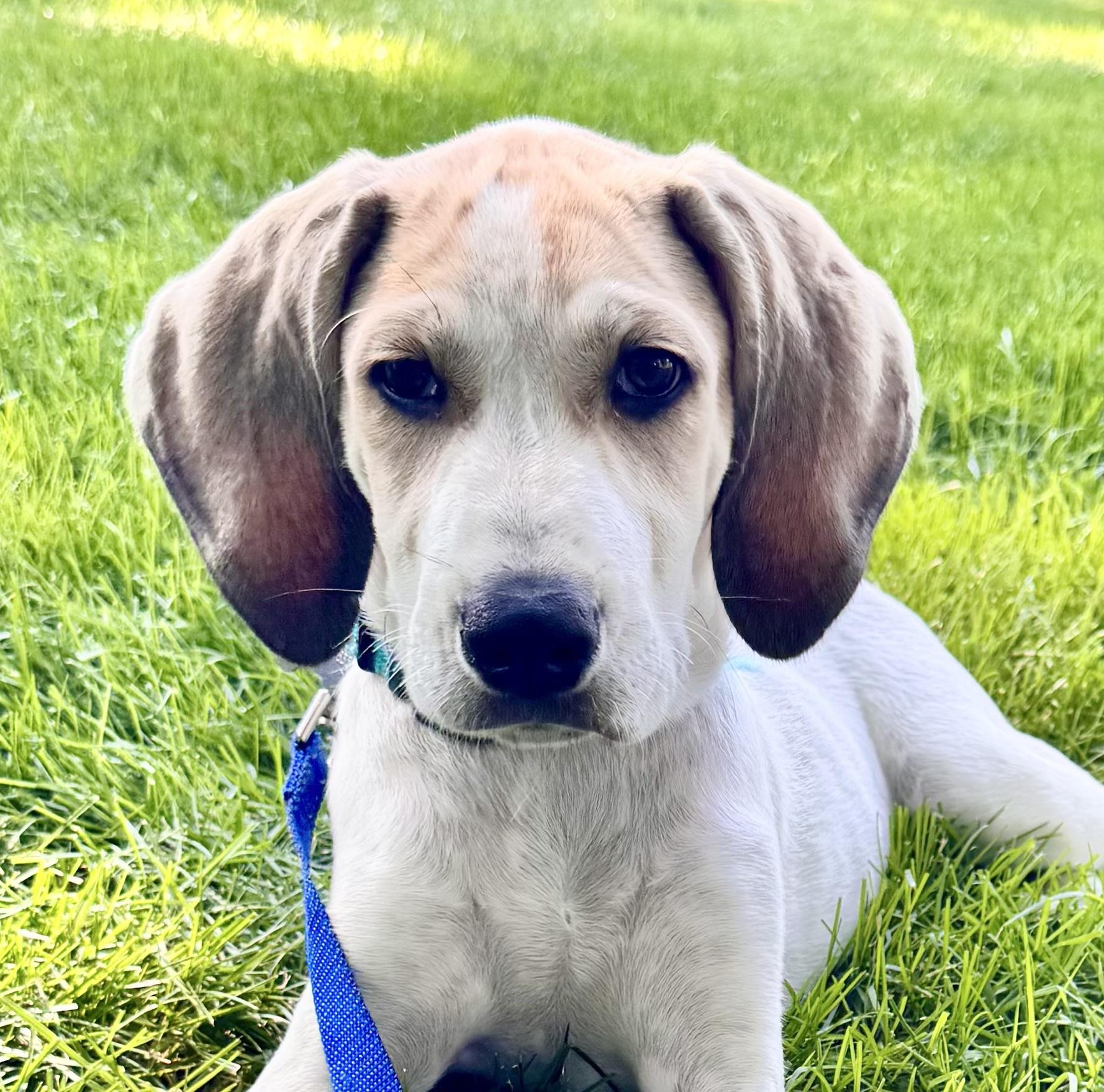 LANCE, an adopted mixed breed in Dumont, NJ image 1/5