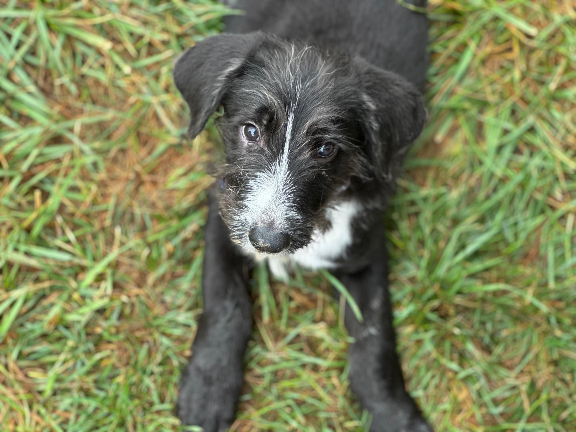 Ozzy, an adopted mixed breed in Clinton, NJ image 1/5