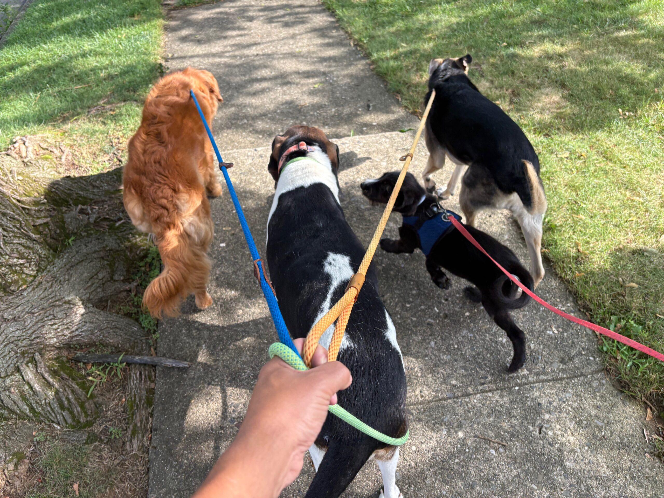 Ozzy, an adopted mixed breed in Clinton, NJ image 2/5