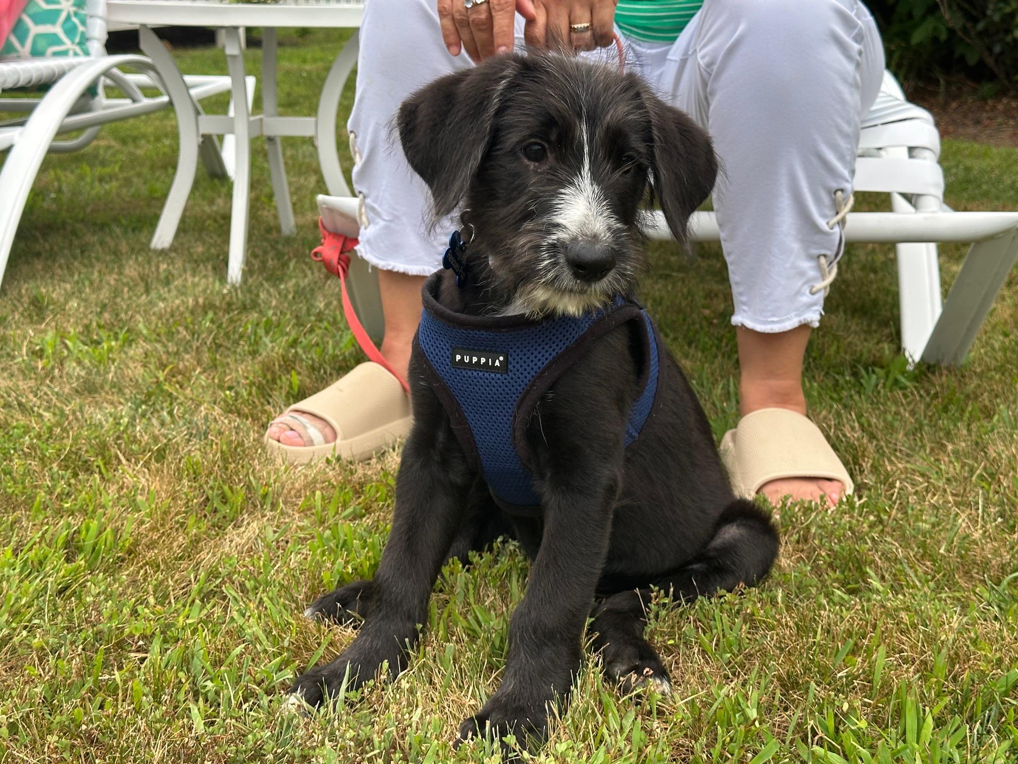 Ozzy, an adopted mixed breed in Clinton, NJ image 3/5