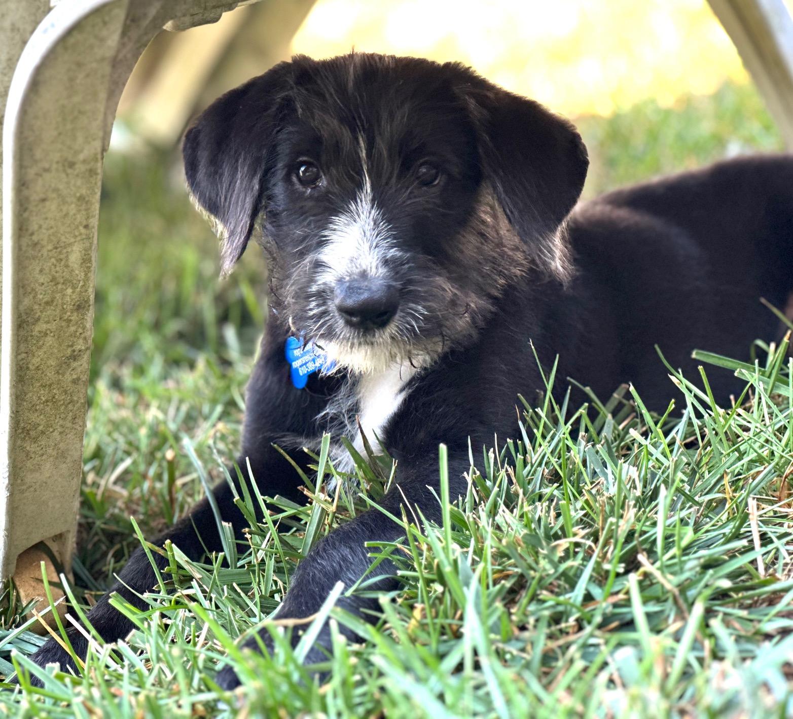 Ozzy, an adopted mixed breed in Clinton, NJ image 4/5