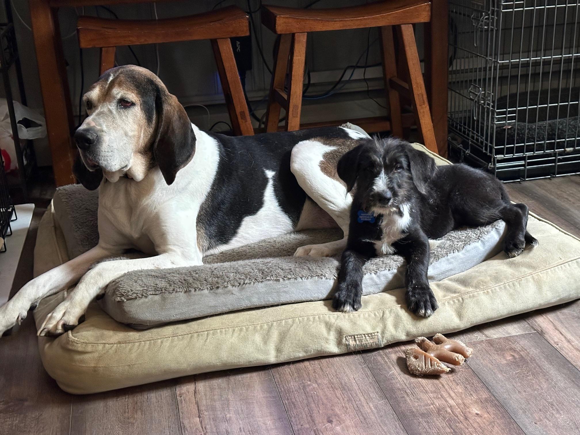 Ozzy, an adopted mixed breed in Clinton, NJ image 5/5