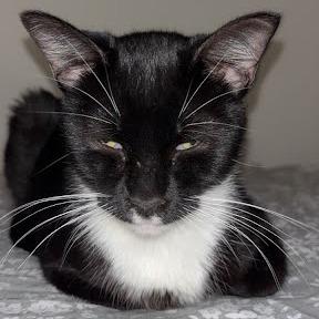 Enlarge Suzy Q, a Adoptable Domestic Short Hair in Edwardsville, IL image 1/6