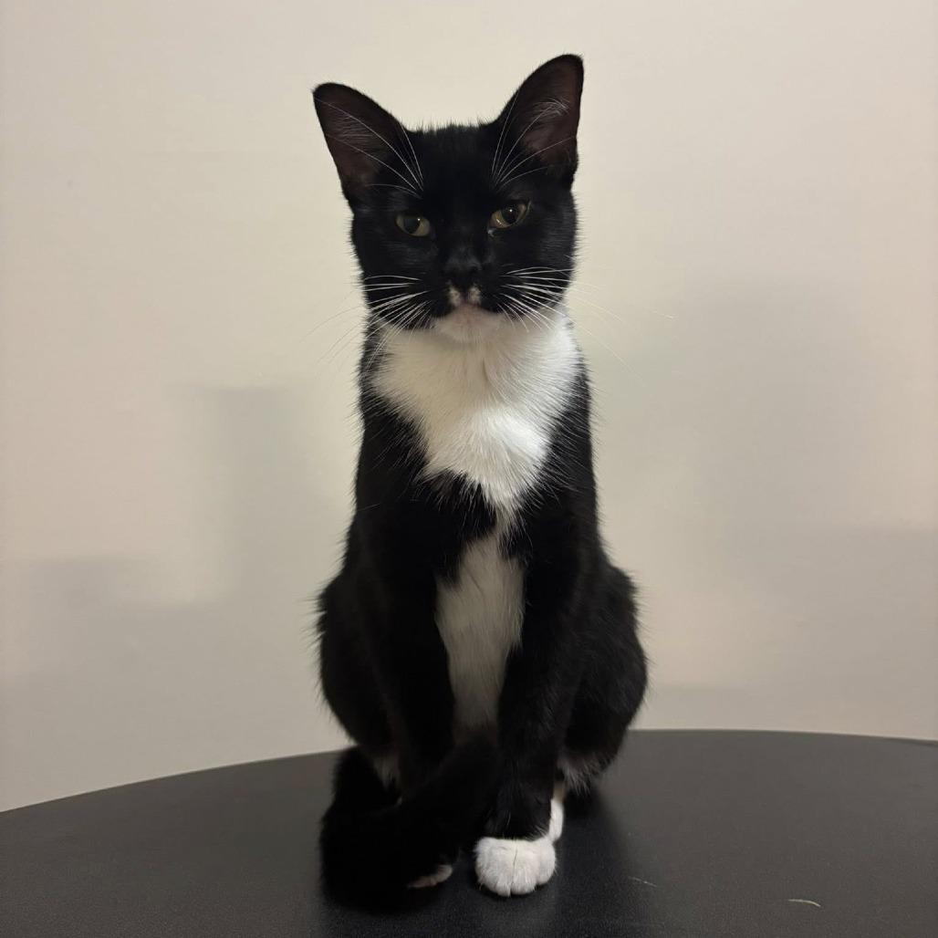 Enlarge Suzy Q, a Adoptable Domestic Short Hair in Edwardsville, IL image 2/6